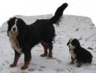 Wunderschön gezeichnete Berner Sennenhund Welpen abzugeben